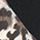 LEOPARD BLACK color swatch for 2 Pk Animal Mix Tops